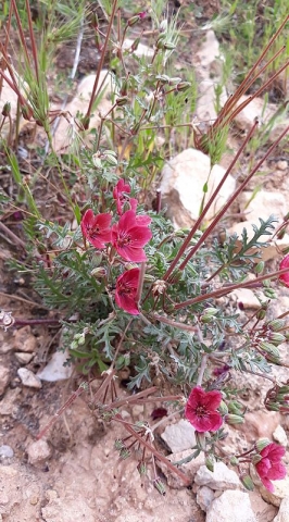 Erodium crassifolium 3, Naffousa Mountain, Libya. Credit Nermien Elgheriani.