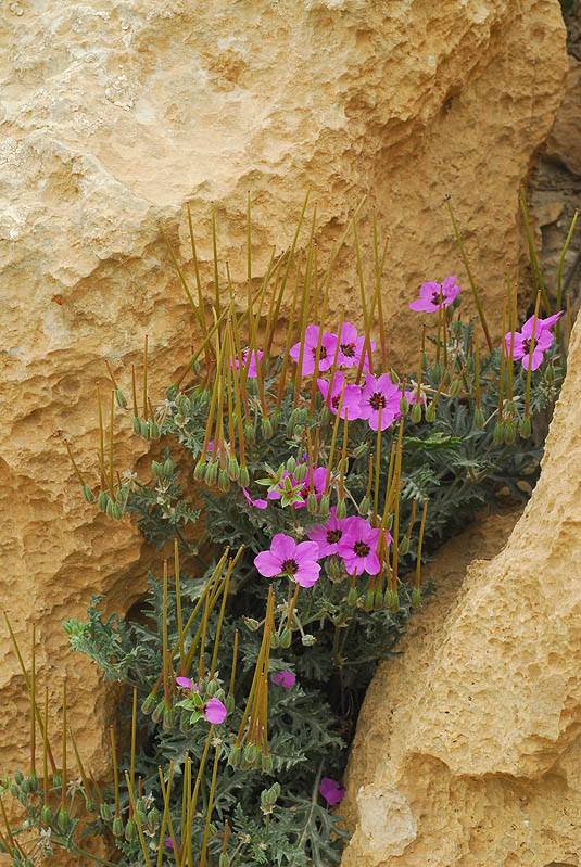 Erodium crassifolium 4, Negev Desert Highlands, S Israel, Credit Ori Fragman-Sapir.