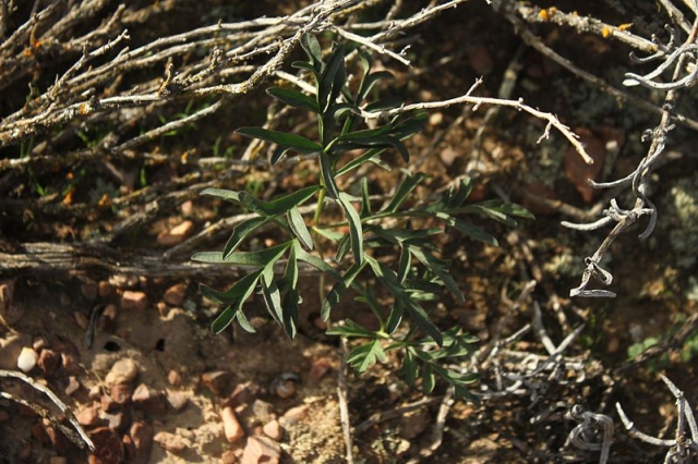 Pelargonium luteolum, Worcester. Credit Matija Strlic.