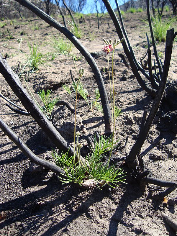 Pelargonium caffrum 2, E Oudtshoorn. Credit Judd Kirkel Welwitsch.