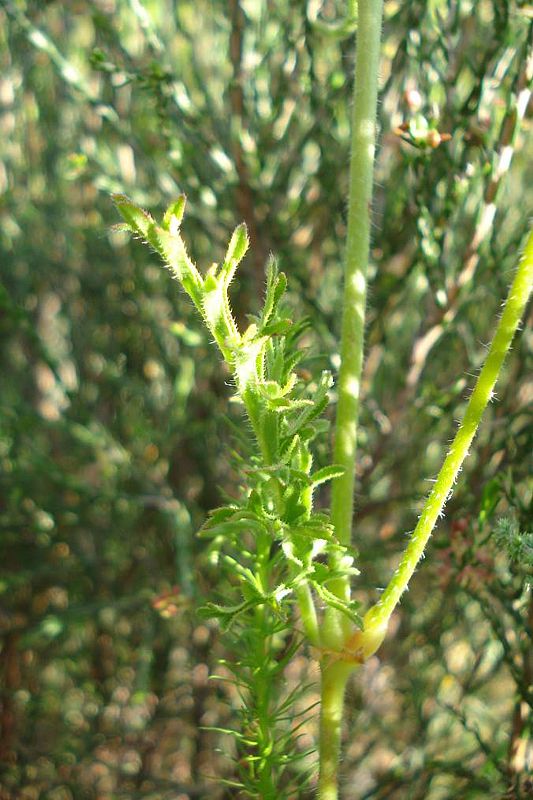 Pelargonium myrrhifolium var myrrhifolium 3, Tulbagh. Credit Judd Kirkel Welwitsch.