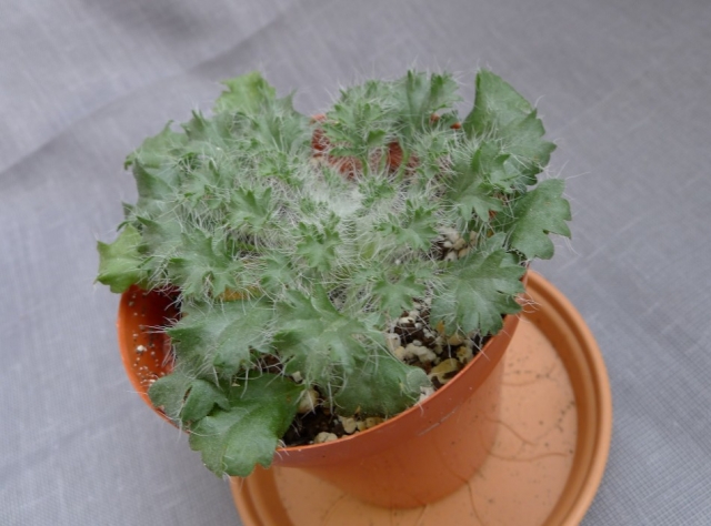 Pelargonium caroli-henrici 1. Credit: Vered Adolfsson Mann.