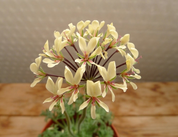 Pelargonium caroli-henrici 2. Credit: Vered Adolfsson Mann.