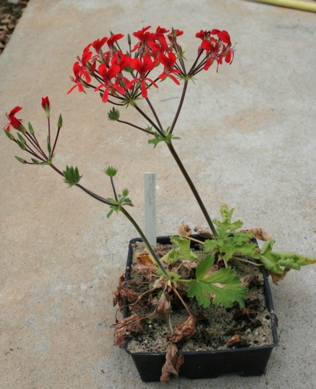 Pelargonium species hybrids A-F – International Geraniaceae Group