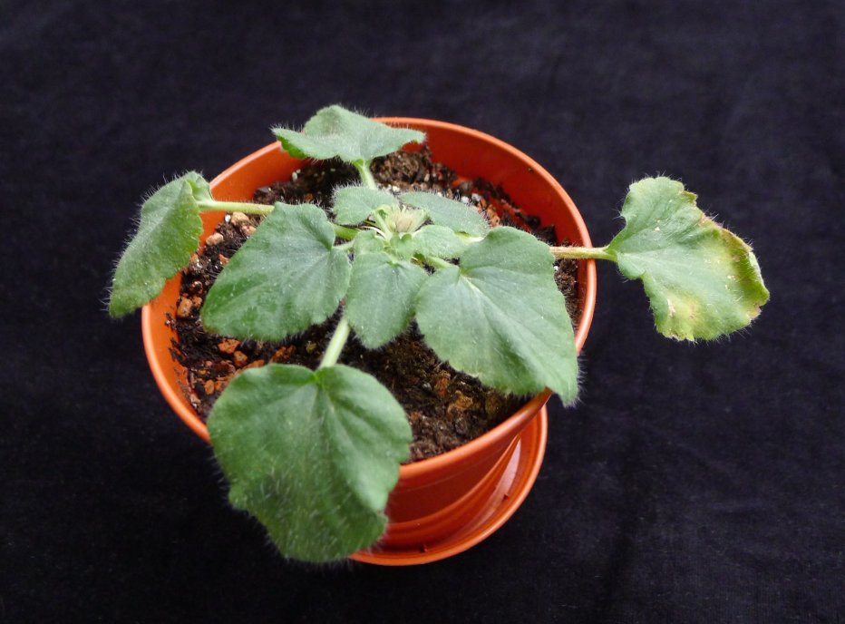 Pelargonium punctatum 3. Credit: Elena Ioganson.