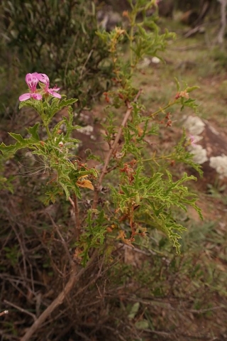 Pelargonium quercifolium 3, Sneeuberg, RSA. Credit: Nick Helme.