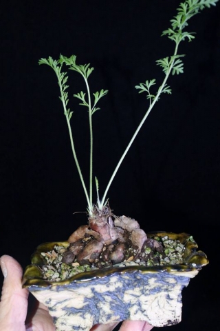 Pelargonium rapaceum. Credit: Pete Liekkio.