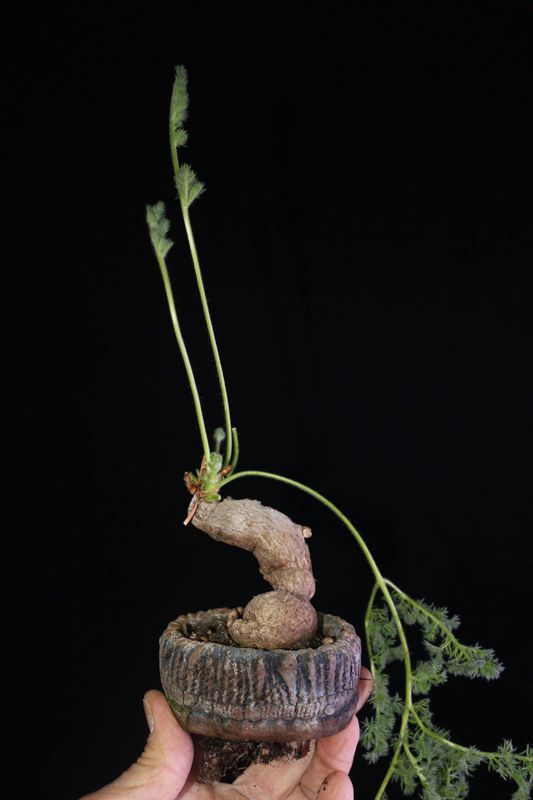 Pelargonium triste. Credit: Pete Liekkio.