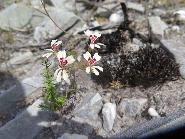 Pelargonium pinnatum 2, Caledon. Credit Jan Movitz.