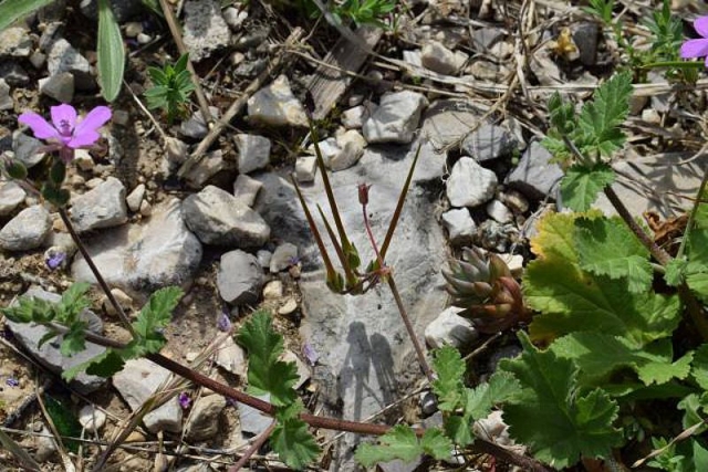 Erodium chium 6, Parc National des Calanques, France. Credit Jean-Pierre Piquet.